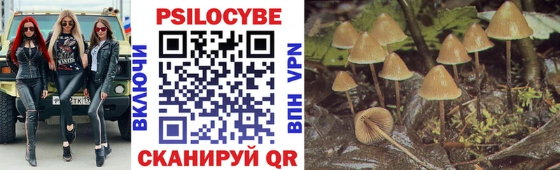 Псилоцибиновые грибы Psilocybe  Белая Холуница 